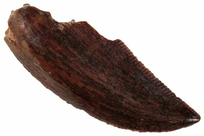 Serrated, Raptor Tooth - Real Dinosaur Tooth #261006